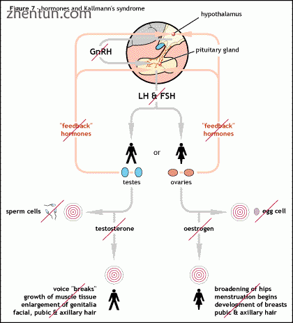 Shows the effect of the interruption of GnRH hormone re.gif