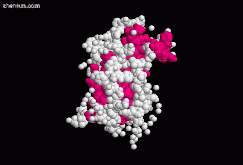 Growth hormone.GIF