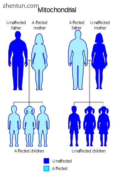 Leber’s hereditary optic neuropathy has a mitochondrial inheritance pattern..png