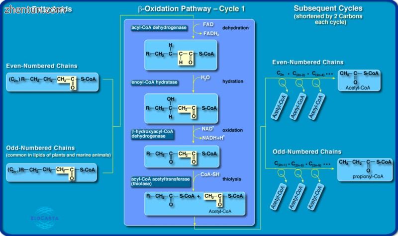 MCAD is one of the enzymes responsible for dehydrogenation of fatty acids as the.jpg