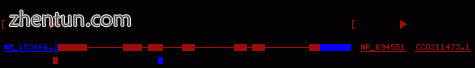 The figure shows human chromosome 17q and the coding region that encodes the NAG.gif