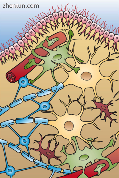 Illustration of the four different types of glial cells found in the central nervou.png