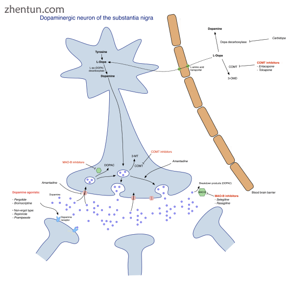 Pharmacological treatment of Parkinson&#039;s disease.png