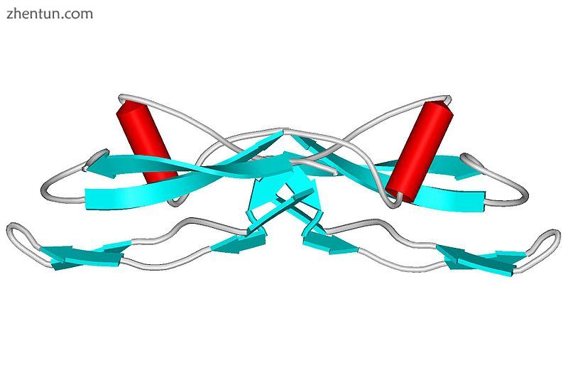 Several chemical compounds, such as GDNF (chemical structure pictured) have been.jpg