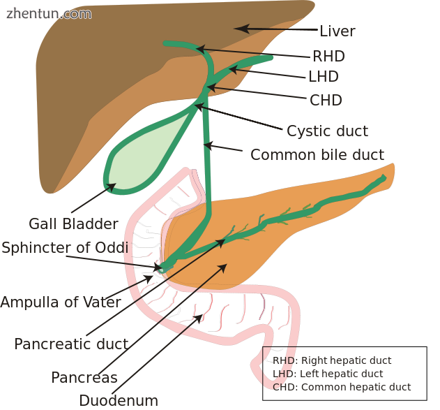 Diagram showing liver and related parts of the digestive system.png