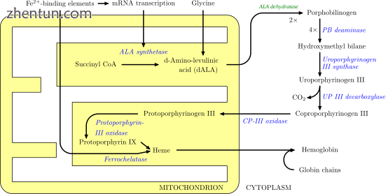 Heme synthesis—note that some reactions occur in the cytoplasm and some in the .png