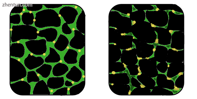 In affected muscle (right), the tissue has become disorganized and the concentra.png