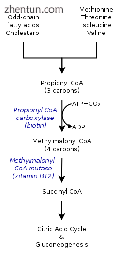 Methylmalonic acidemia is caused by a defect in the vitamin B12-dependent enzyme.png