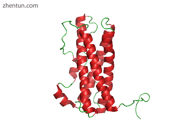 Prolactin.png