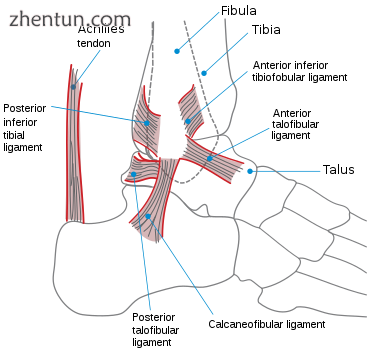 Lateral view of the human ankle.png