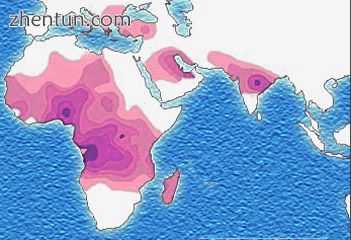 Distribution of the sickle cell trait, shown in pink and purple.jpg