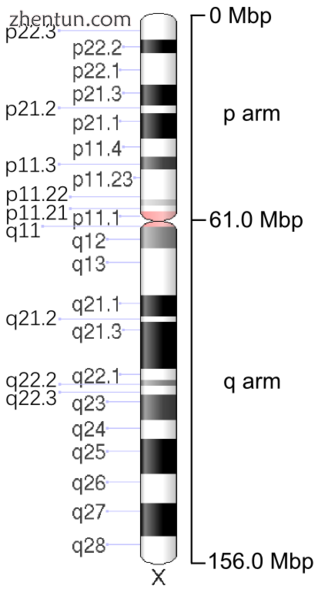 Ideogram of human X chromosome..png