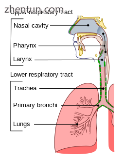 The common cold is a disease of the upper respiratory tract..png