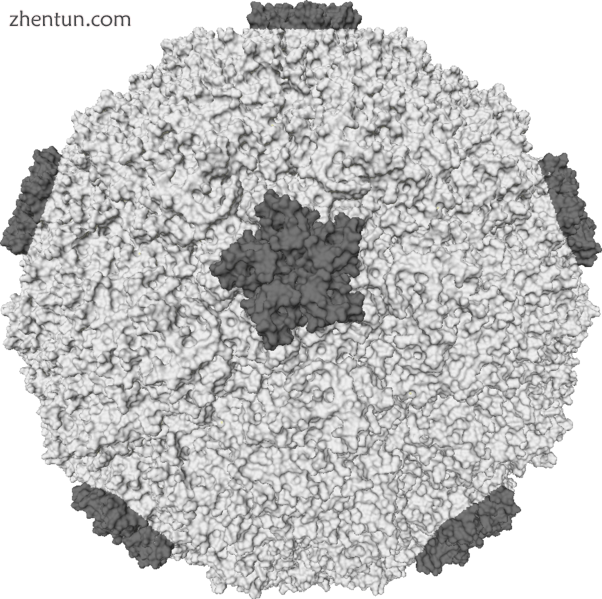 A representation of the molecular surface of one variant of human rhinovirus.PNG