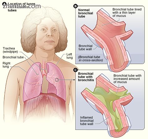 Figure A shows the location of the lungs and bronchial tubes. Figure B is an enl.jpg