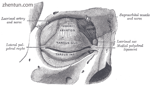 The tarsi and their ligaments. Right eye; front view.png