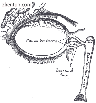 The lacrimal apparatus. Right side.png