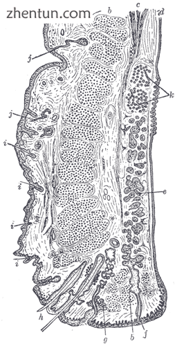 Sagittal section through the upper eyelid.png