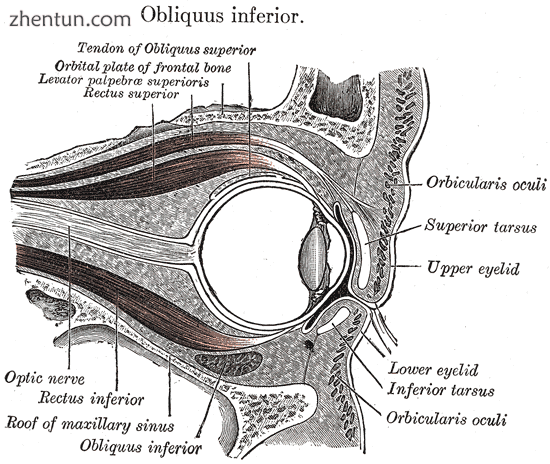 Sagittal section of right orbital cavity.png