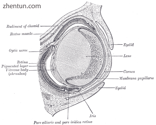 Horizontal section through the eye of an eighteen days&#039; embryo rabbit. X 30.png