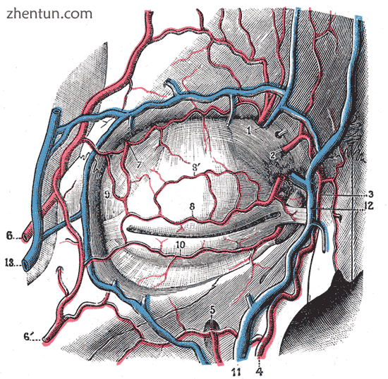 Bloodvessels of the eyelids, front view.png