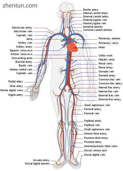 Simple diagram of the human circulatory system.png