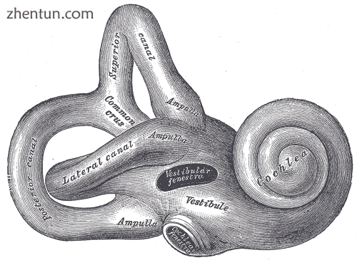 Diagram of the inner ear.png