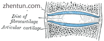 Depiction of an intervertebral disc, a cartilaginous joint.png