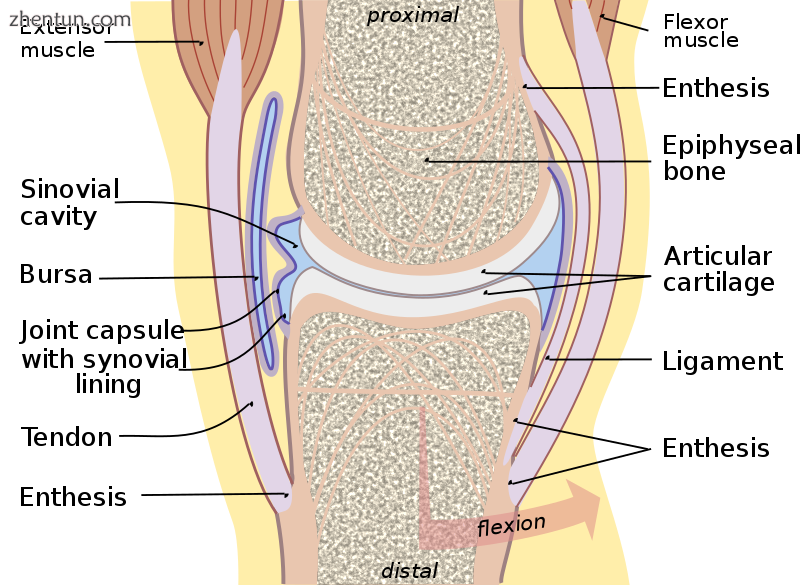 Diagram of a typical synovial joint.png