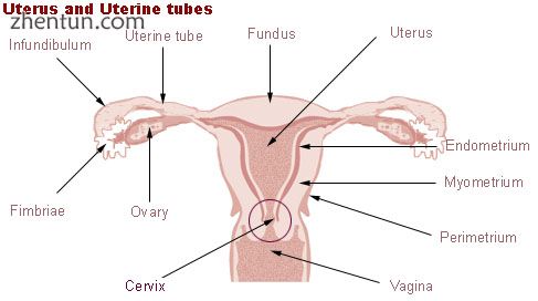 Uterus and uterine tubes. (Endometrium labeled at center right.).jpg