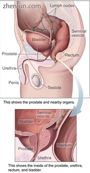Bladder location and associated structures in the male.jpg