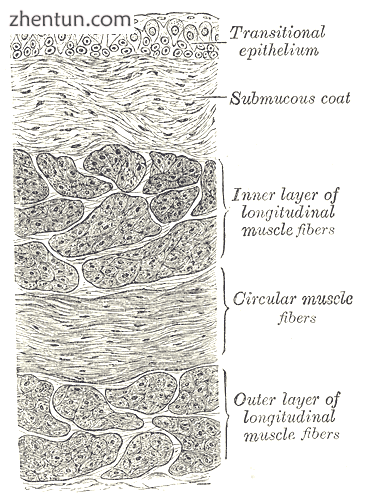 Vertical section of bladder wall..png