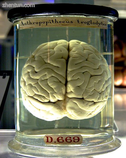 A common chimpanzee brain.jpg