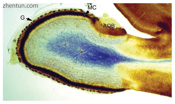 Cross section of the olfactory bulb of a rat,.jpg