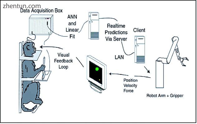 Design of an experiment in which brain activity from a monkey was used to contro.jpg