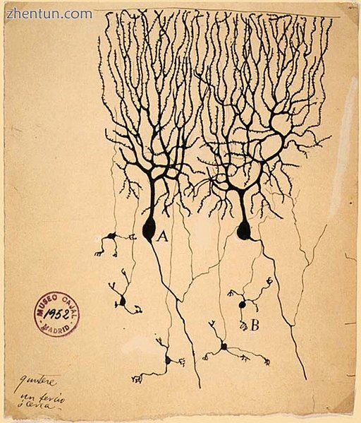 Drawing by Santiago Ramón y Cajal of two types of Golgi-stained neurons from th.jpg