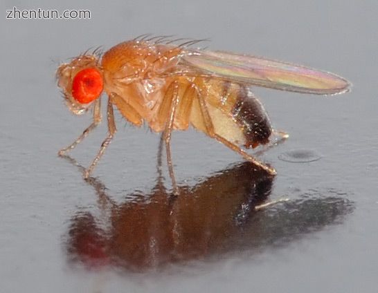 Fruit flies (Drosophila) have been extensively studied to gain insight into the .jpg
