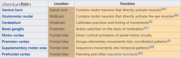 Major areas involved in controlling movement.jpg