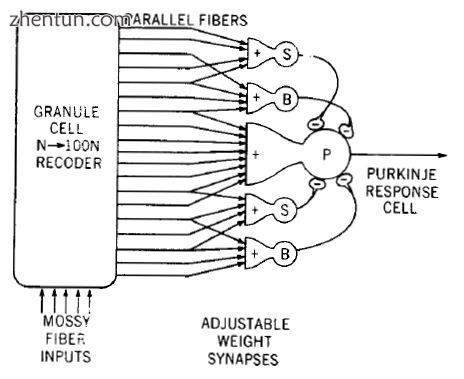 Model of a neural circuit in the cerebellum, as proposed by James S. Albus..jpg