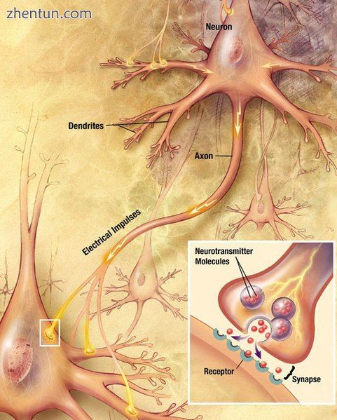 Neurons generate electrical signals that travel along their axo.jpg