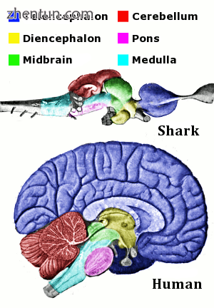 The main anatomical regions of the vertebrate brain, shown for shark and human. .png