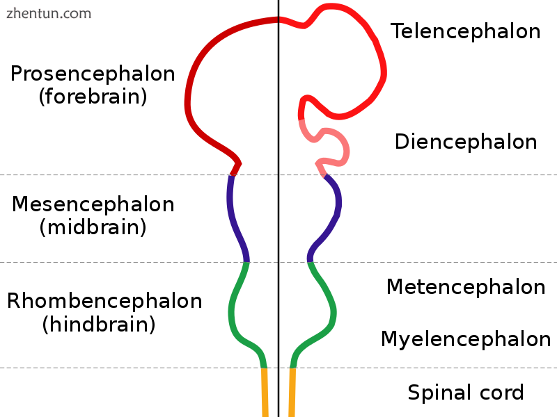 The main subdivisions of the embryonic vertebrate brain, which later differentia.png