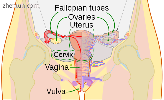 Schematic frontal view of female anatom.png