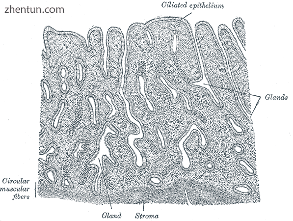 Vertical section of mucous membrane of human uterus..png