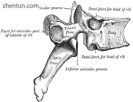 A facet joint between the superior and inferior articular processes (labeled at .png