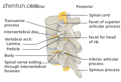 A section of the human vertebral column, showing multiple vertebrae in a left po.png