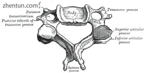 A typical cervical vertebra.png