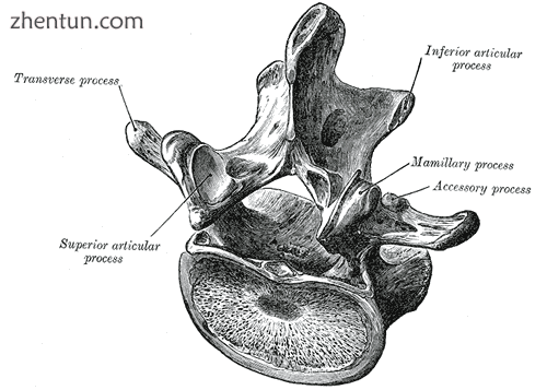 A typical lumbar vertebra.png