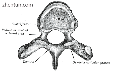 A typical thoracic vertebra.png