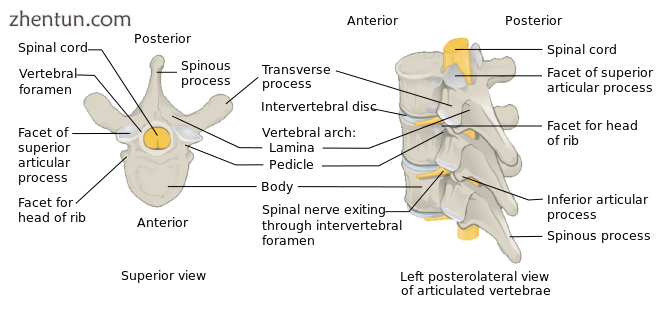 Anatomy of a vertebra.png